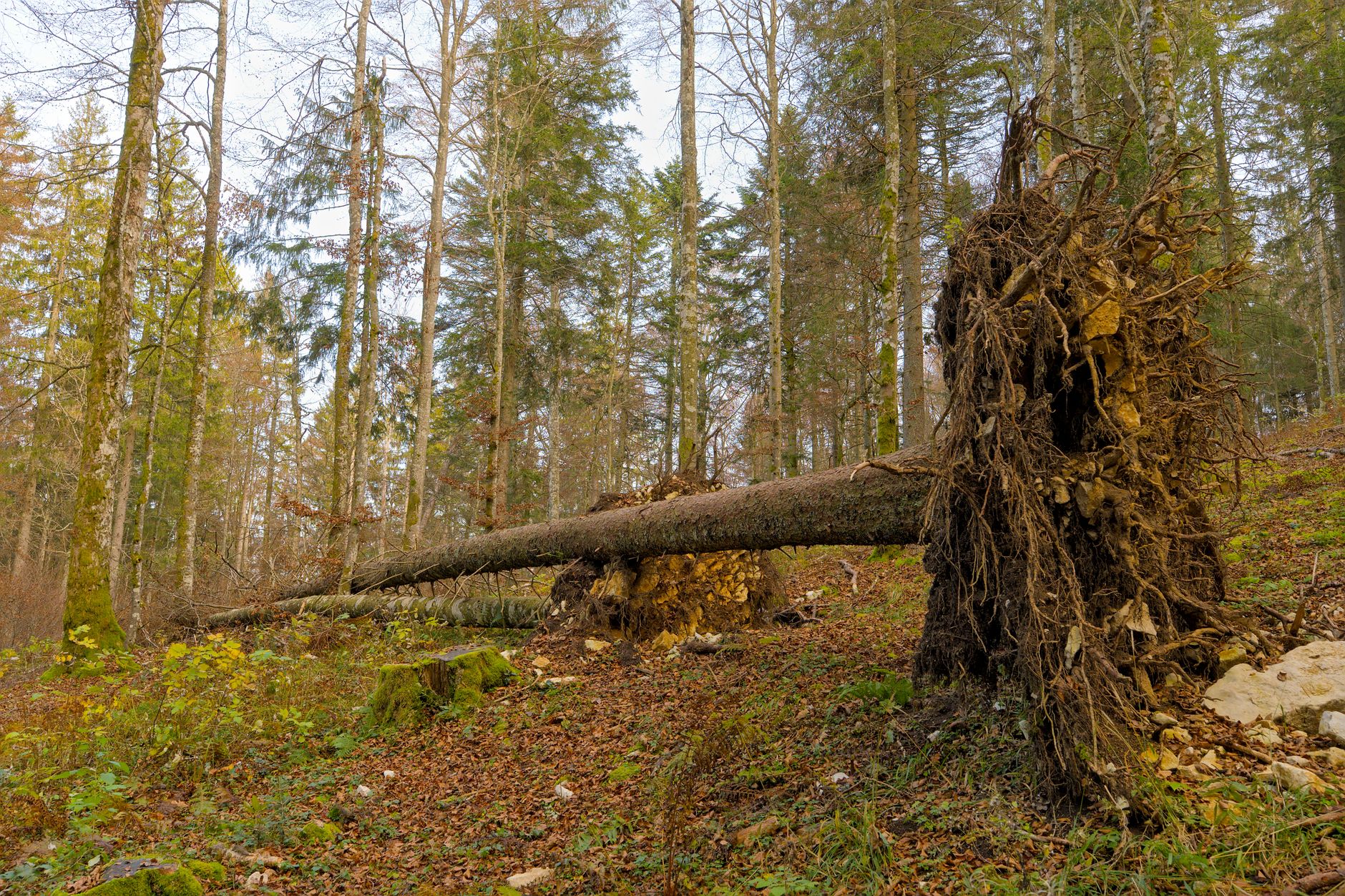 Enlèvement arbre urgence équipe à Sainte-Anne